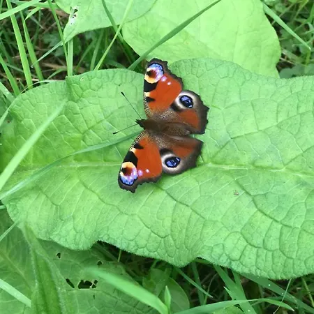 Du Rochelu 4 Etoiles 5000 M2 Of Garden, Near To Mont Saint Michel & Granville Island Ferienhaus