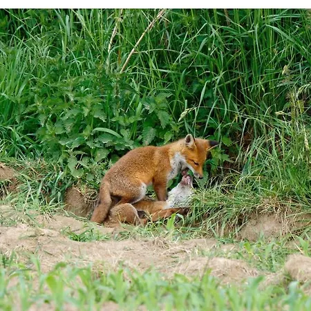 Du Rochelu 4 Etoiles 5000 M2 Of Garden, Near To Mont Saint Michel & Granville Island *