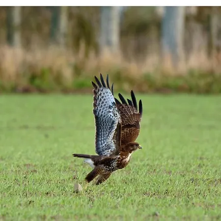 Du Rochelu 4 Etoiles 5000 M2 Of Garden, Near To Mont Saint Michel & Granville Island Ferienhaus Bourguenolles