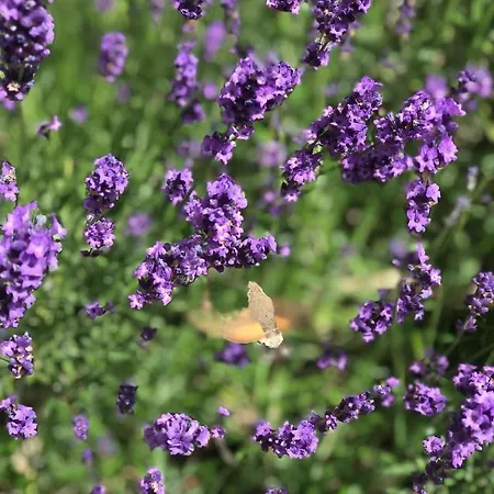 Du Rochelu 4 Etoiles 5000 M2 Of Garden, Near To Mont Saint Michel & Granville Island Bourguenolles