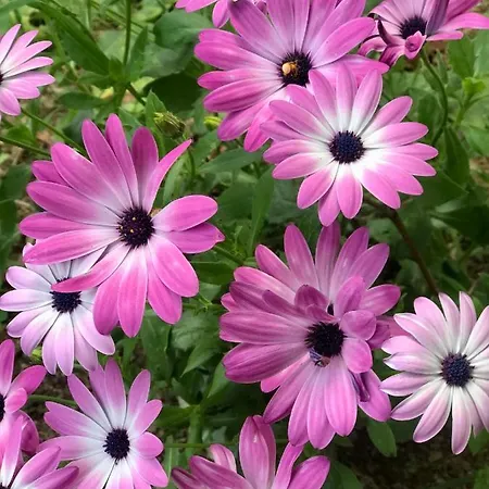 Ferienhaus Du Rochelu 4 Etoiles 5000 M2 Of Garden, Near To Mont Saint Michel & Granville Island Bourguenolles