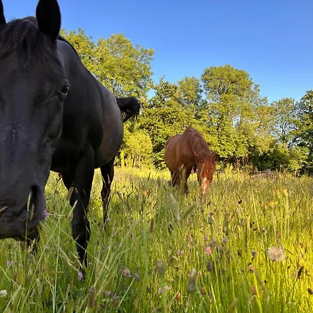 Ferienhaus Du Rochelu 4 Etoiles 5000 M2 Of Garden, Near To Mont Saint Michel & Granville Island *