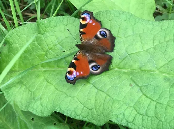 Du Rochelu 4 étoiles 5000 M2 Of Garden, Near To Mont Saint Michel&granville Island Hébergement de vacances