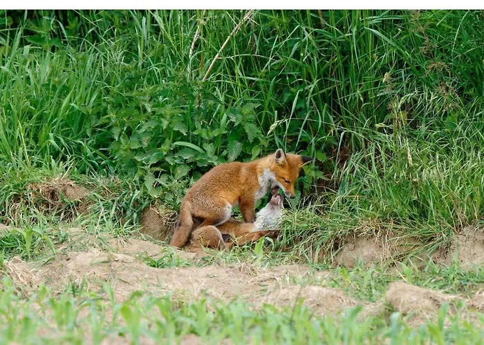 Du Rochelu 4 étoiles 5000 M2 Of Garden, Near To Mont Saint Michel&granville Island *