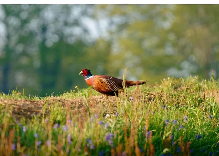 Casa vacanze Du Rochelu 4 étoiles 5000 M2 Of Garden, Near To Mont Saint Michel&granville Island Bourguenolles