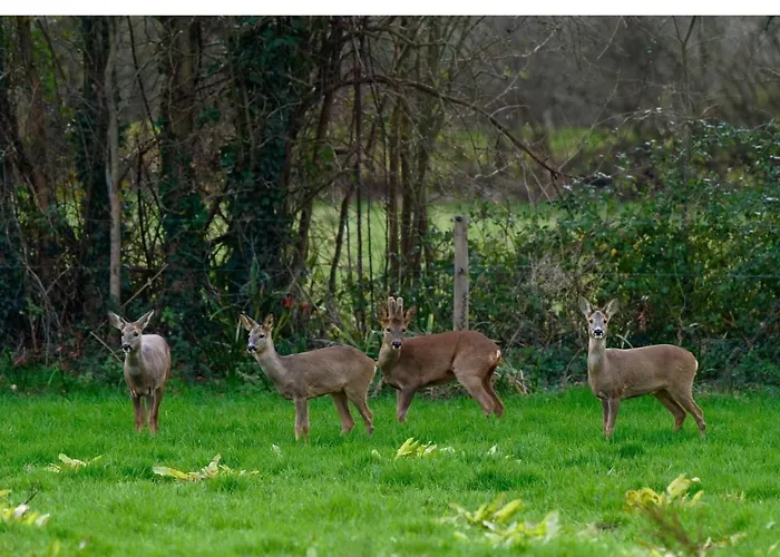 Hébergement de vacances Du Rochelu 4 étoiles 5000 M2 Of Garden, Near To Mont Saint Michel&granville Island