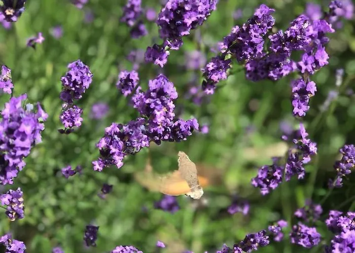 Du Rochelu 4 étoiles 5000 M2 Of Garden, Near To Mont Saint Michel&granville Island Bourguenolles