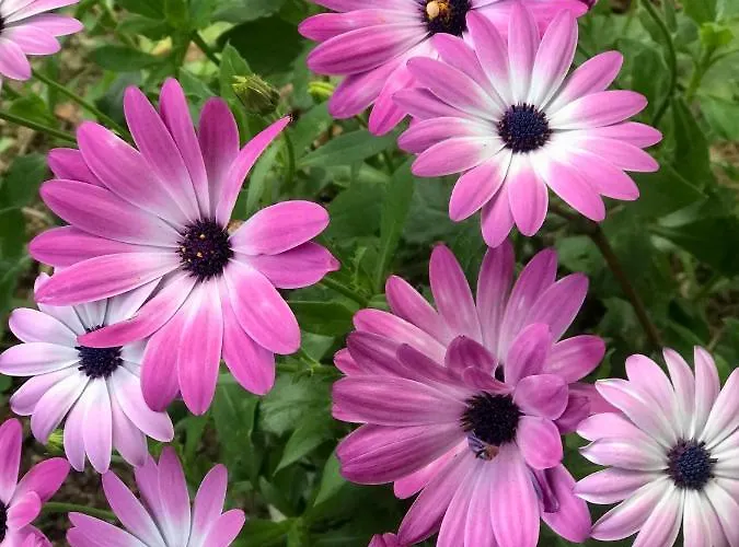 Casa vacanze Du Rochelu 4 étoiles 5000 M2 Of Garden, Near To Mont Saint Michel&granville Island Bourguenolles