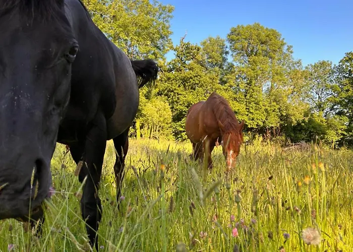 Casa vacanze Du Rochelu 4 étoiles 5000 M2 Of Garden, Near To Mont Saint Michel&granville Island *